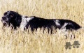 Setter Anglais TESS DE LA PETITE VAREIZE Setter Anglais TESS DE LA PETITE VAREIZE